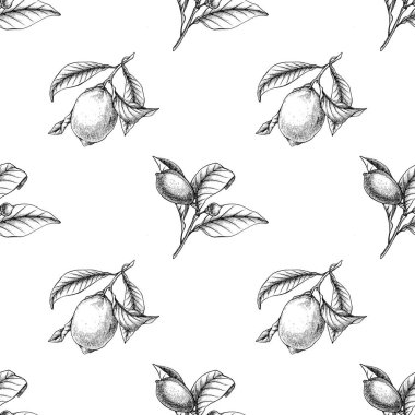 Ana hatları limonlu ve pürüzsüz. Limonata turunçgil tekrarı. Limon botanik süsü