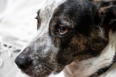 Siyah beyaz benekli bir köpeğin portresi beyaz bir yatakta otururken yana bakıyor.