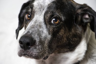 Beyaz bir yatakta yatarken kameraya bakan siyah beyaz benekli bir köpeğin portresi.