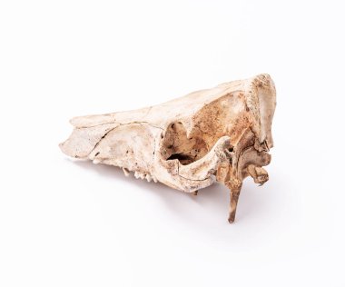 Geçmişi olmayan memeli kafatası