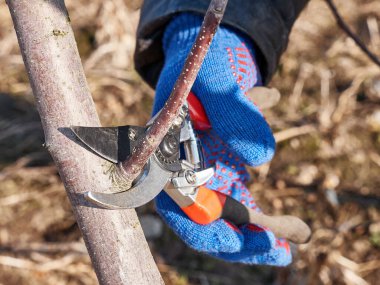 Bir adam bir meyve ağacının dallarını budar. Bahçede bahar işi. İlkbaharda meyve ağaçları.