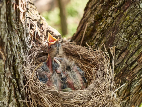 Newborn Blackbird Chicks Sitting Nest Open Beaks Wide Search Food — Stockfoto