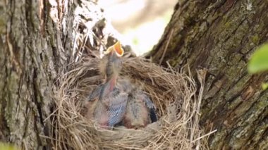 Newborn blackbird chicks sitting in the nest open their beaks wide in search of food. Natural selection and life of blackbirds in the wild.