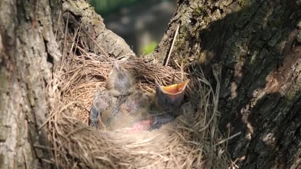 Newborn Blackbird Chicks Sitting Nest Open Beaks Wide Search Food — Vídeo de Stock