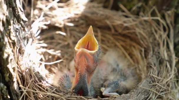 Neugeborene Amselküken Die Nest Sitzen Öffnen Auf Der Suche Nach — Stockvideo