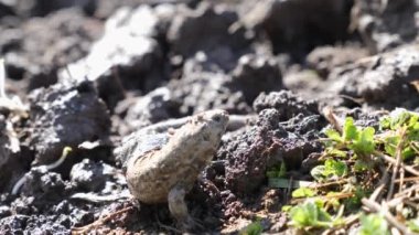 Kertenkele tarım tarlaları sırasında yaralanmış..