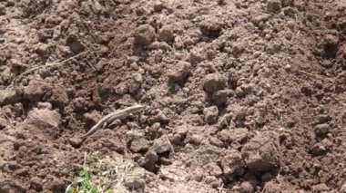 Kertenkele baharın başlarında yerden sürünerek çıktı..