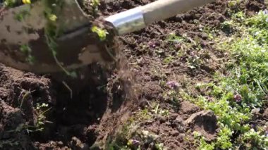 Kürekle el tarlası. Bahar ekini.