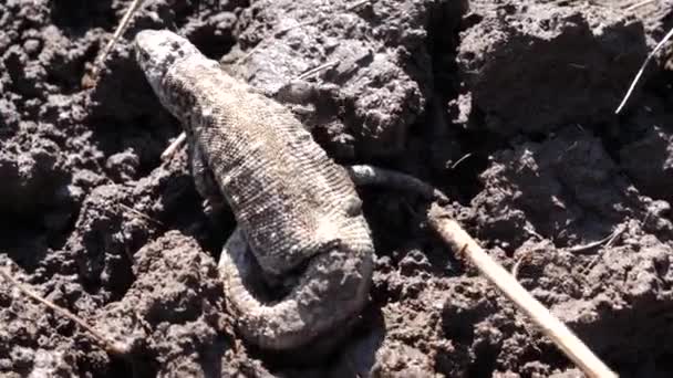 Die Eidechse Wurde Bei Der Landwirtschaftlichen Bodenbearbeitung Verletzt — Stockvideo