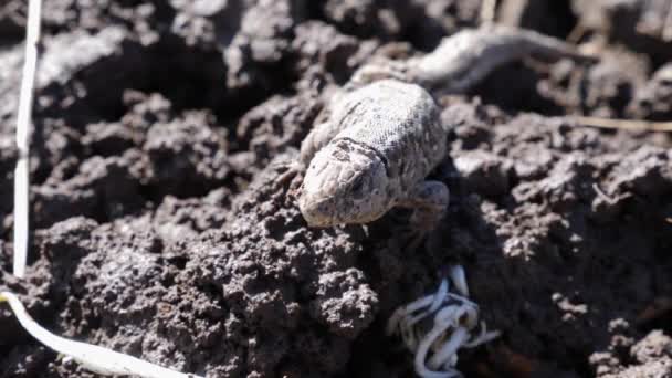 Lagarto Foi Ferido Durante Lavoura Agrícola — Vídeo de Stock