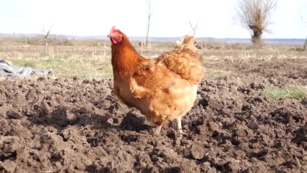 Chicken Feeds Worms Freshly Plowed Land — Video Stock