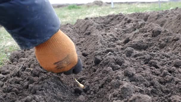 Planting Onions Cultivated Prepared Soil — Vídeo de Stock