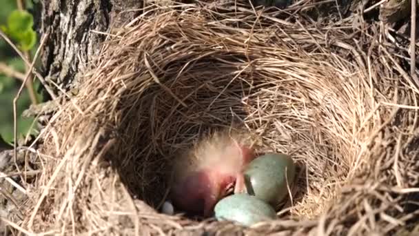 Blackbird Nest Eggs Newly Hatched Bird Thickets Hatching Eggs Birth — Vídeo de Stock
