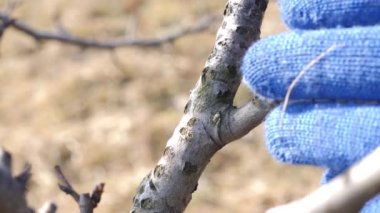 Bir adam bir meyve ağacının dallarını budar. Bahçede bahar işi. İlkbaharda meyve ağaçları.