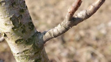 Bir adam bir meyve ağacının dallarını budar. Bahçede bahar işi. İlkbaharda meyve ağaçları.