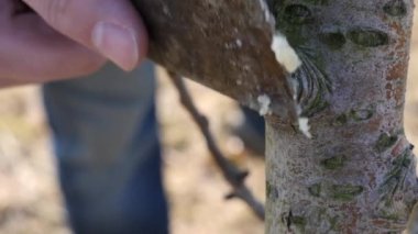 Coating twigs of cut branches of fruit trees. Spring work in the garden. Caring for fruit trees in the spring.