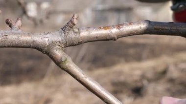 Bir adam bir meyve ağacının dallarını budar. Bahçede bahar işi. İlkbaharda meyve ağaçları.