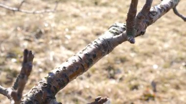 Bir adam bir meyve ağacının dallarını budar. Bahçede bahar işi. İlkbaharda meyve ağaçları.