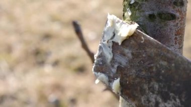 Kesilen meyve ağaçlarının dallarını kaplayan dallar. Bahçede bahar işi. İlkbaharda meyve ağaçları.