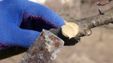 Kesilen meyve ağaçlarının dallarını kaplayan dallar. Bahçede bahar işi. İlkbaharda meyve ağaçları.