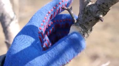 Kesilen meyve ağaçlarının dallarını kaplayan dallar. Bahçede bahar işi. İlkbaharda meyve ağaçları.