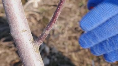 Bir adam bir meyve ağacının dallarını budar. Bahçede bahar işi. İlkbaharda meyve ağaçları.