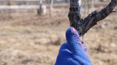 Bahar, meyve ağaçlarını beyazlatıyor. Ağaçları haşerelerden ve güneş yanıklarından koru. Bahçede bahar işi. İlkbaharda meyve ağaçları.