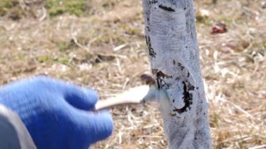 Bahar, meyve ağaçlarını beyazlatıyor. Ağaçları haşerelerden ve güneş yanıklarından koru. Bahçede bahar işi. İlkbaharda meyve ağaçları.