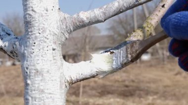 Bahar, meyve ağaçlarını beyazlatıyor. Ağaçları haşerelerden ve güneş yanıklarından koru. Bahçede bahar işi. İlkbaharda meyve ağaçları.