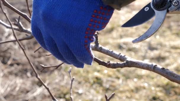A man prunes the branches of a fruit tree. Spring work in the garden. Caring for fruit trees in the spring.