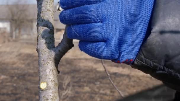 Homem Corta Ramos Uma Árvore Frutífera Com Uma Serra Trabalho — Vídeo de Stock