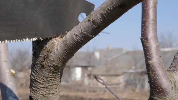 男は木の枝をのこぎりで切り取る 庭で春の仕事 春の果樹の手入れ — ストック動画