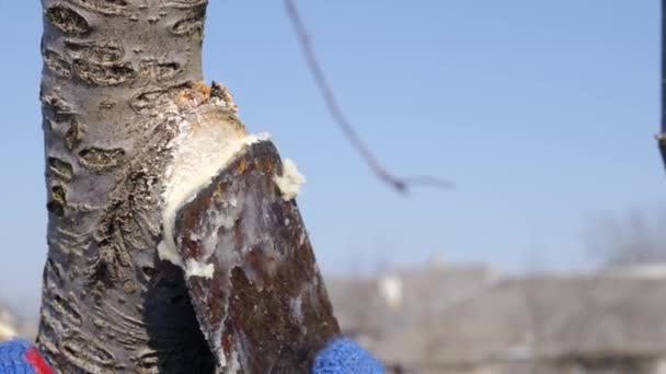 Coating Twigs Cut Branches Fruit Trees Spring Work Garden Caring — Stock video