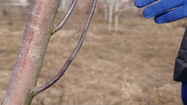 Homem Poda Ramos Uma Árvore Frutífera Trabalho Primavera Jardim Cuidar — Vídeo de Stock