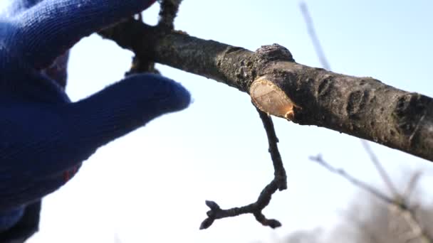 果物の木の切り枝のコーティング小枝 庭で春の仕事 春の果樹の手入れ — ストック動画