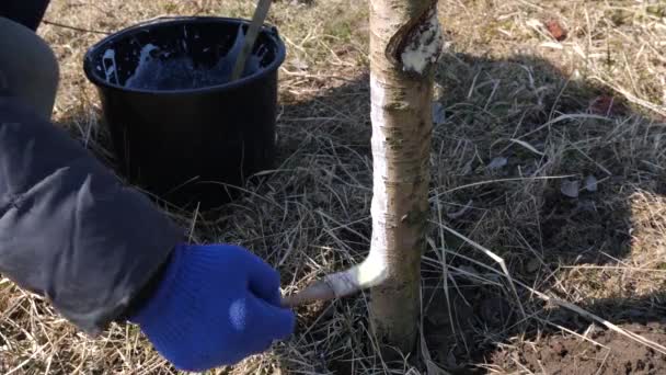 Vårtvätt Fruktträd Skydda Träd Från Skadedjur Och Solbränna Vårarbete Trädgården — Stockvideo