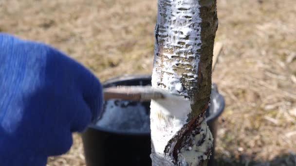 Vårtvätt Fruktträd Skydda Träd Från Skadedjur Och Solbränna Vårarbete Trädgården — Stockvideo