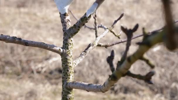 春の果物の木の白化 害虫や日焼けから木を保護します 庭で春の仕事 春の果樹の手入れ — ストック動画