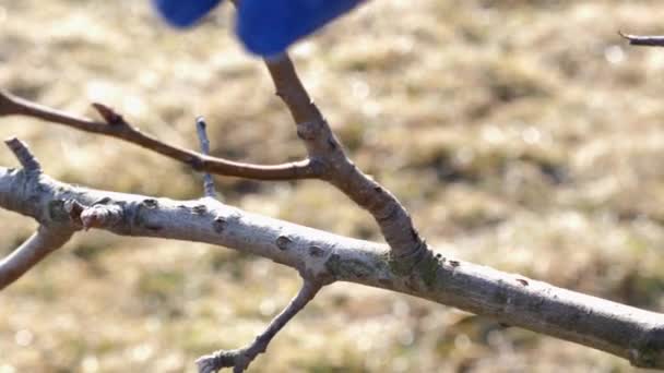 男は果物の木の枝を剪定する 庭で春の仕事 春の果樹の手入れ — ストック動画