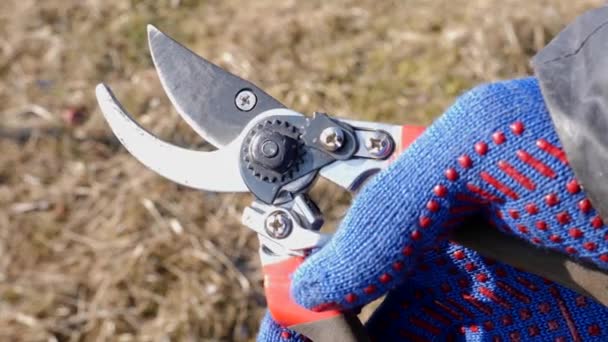 Secateurs Scissors Pruning Tree Branches Work Garden Caring Fruit Trees — Stock video