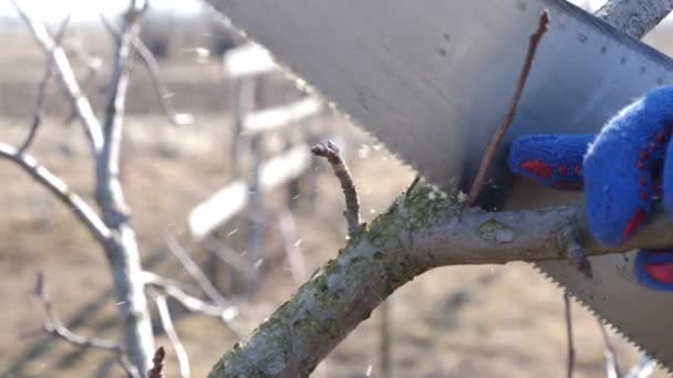 Man Cuts Branches Fruit Tree Saw Spring Work Garden Caring — Video Stock