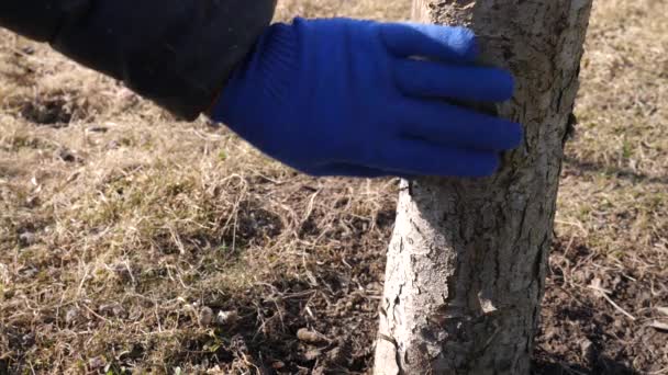 春の果物の木の白化 害虫や日焼けから木を保護します 庭で春の仕事 春の果樹の手入れ — ストック動画