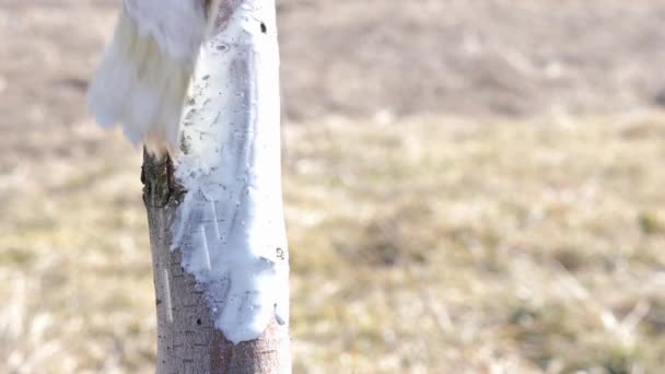 Wiosenne Bielenie Drzew Owocowych Chroń Drzewa Przed Szkodnikami Poparzeniami Słonecznymi — Wideo stockowe