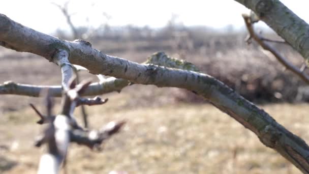 Man Prunes Branches Fruit Tree Spring Work Garden Caring Fruit — Stockvideo