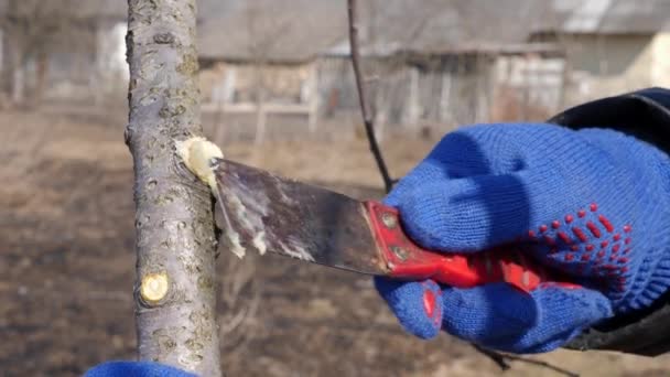 Revestimento Galhos Ramos Cortados Árvores Frutíferas Trabalho Primavera Jardim Cuidar — Vídeo de Stock