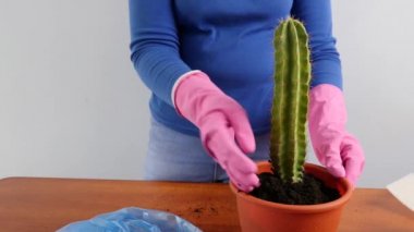 Bir kaktüsü küçük bir kazandan büyük bir kabına nakletmek. Bitki nakli. Bitki bakımı. Kaktüslerle ilgilenmek.