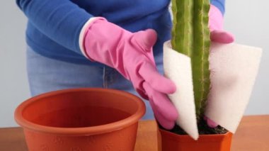 Bir kaktüsü küçük bir kazandan büyük bir kabına nakletmek. Bitki nakli. Bitki bakımı. Kaktüslerle ilgilenmek.