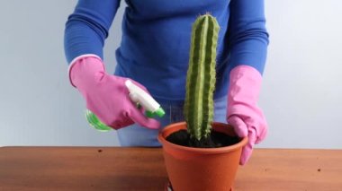 Transplanting a cactus from a small pot to a large one. Plant transplantation. Plant care. Caring for cacti.