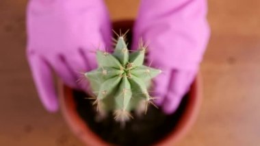 Bir kaktüsü küçük bir kazandan büyük bir kabına nakletmek. Bitki nakli. Bitki bakımı. Kaktüslerle ilgilenmek.