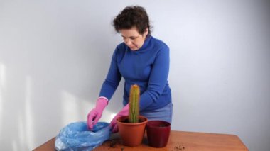 Kadın bir kaktüsü küçük bir tencereden büyük bir kaktüse nakleder. Bitki nakli. Bitki bakımı. Kaktüslerle ilgilenmek.